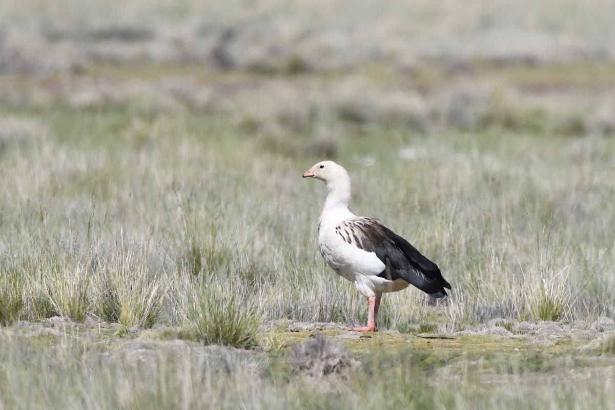 Andean Goose - Antoine Reboul