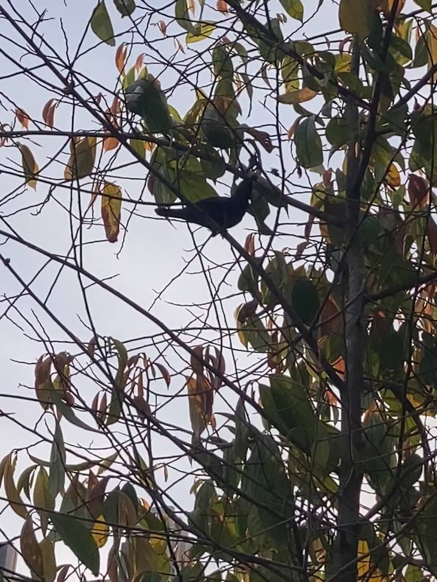 Asian Glossy Starling - Shashaank Venkatesh