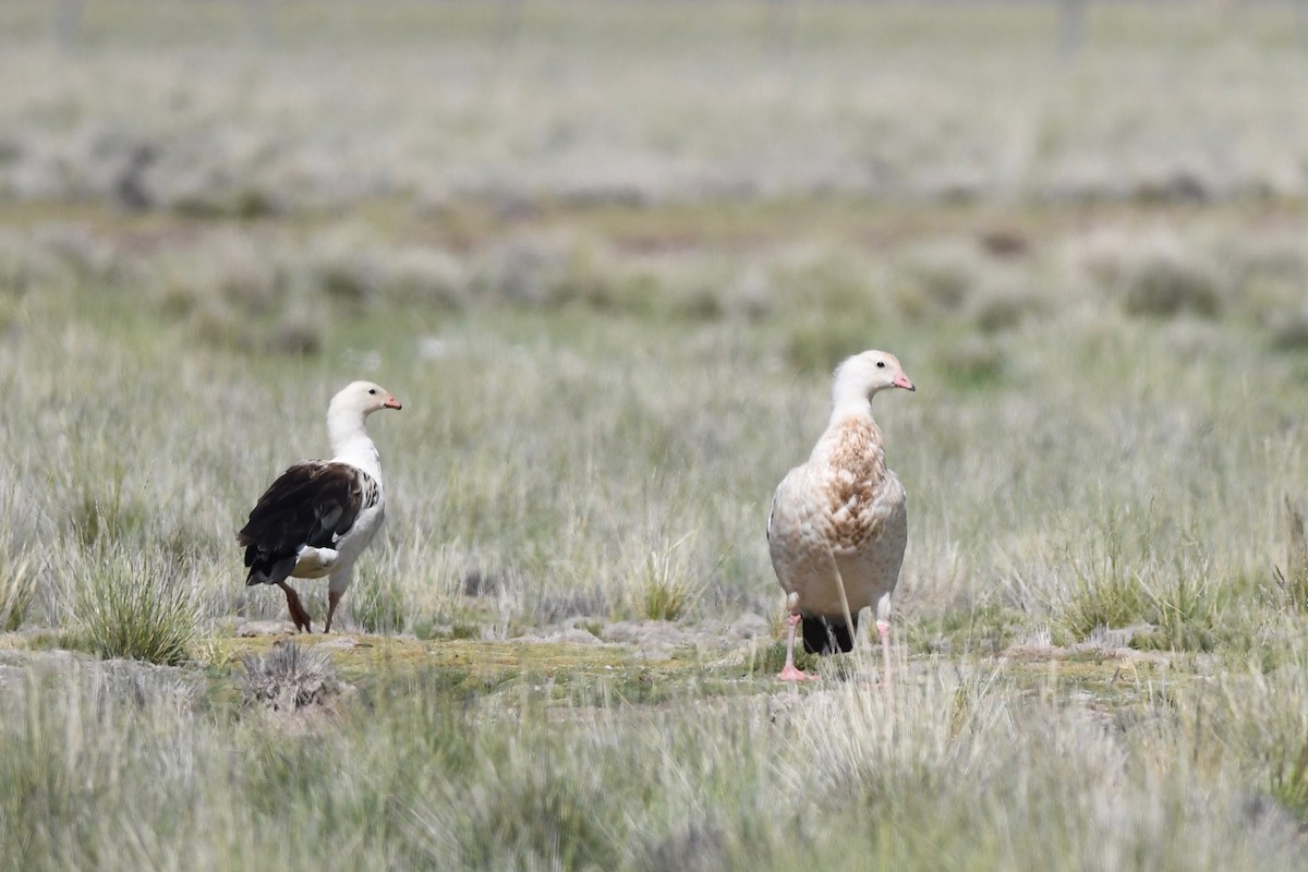 Andean Goose - ML617035391