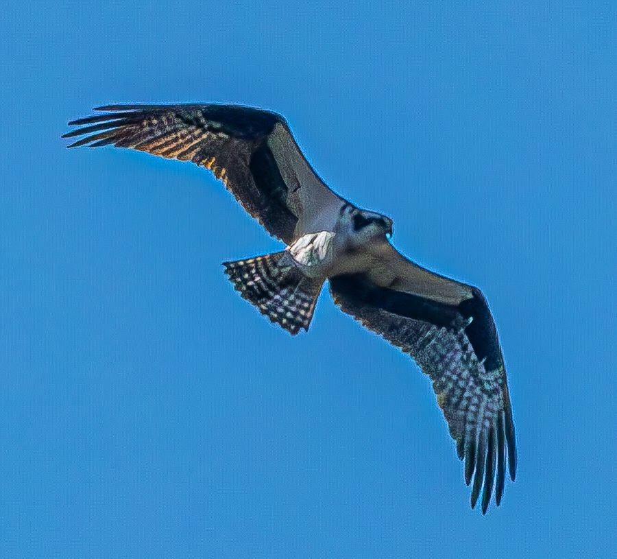 Osprey (carolinensis) - ML617035397