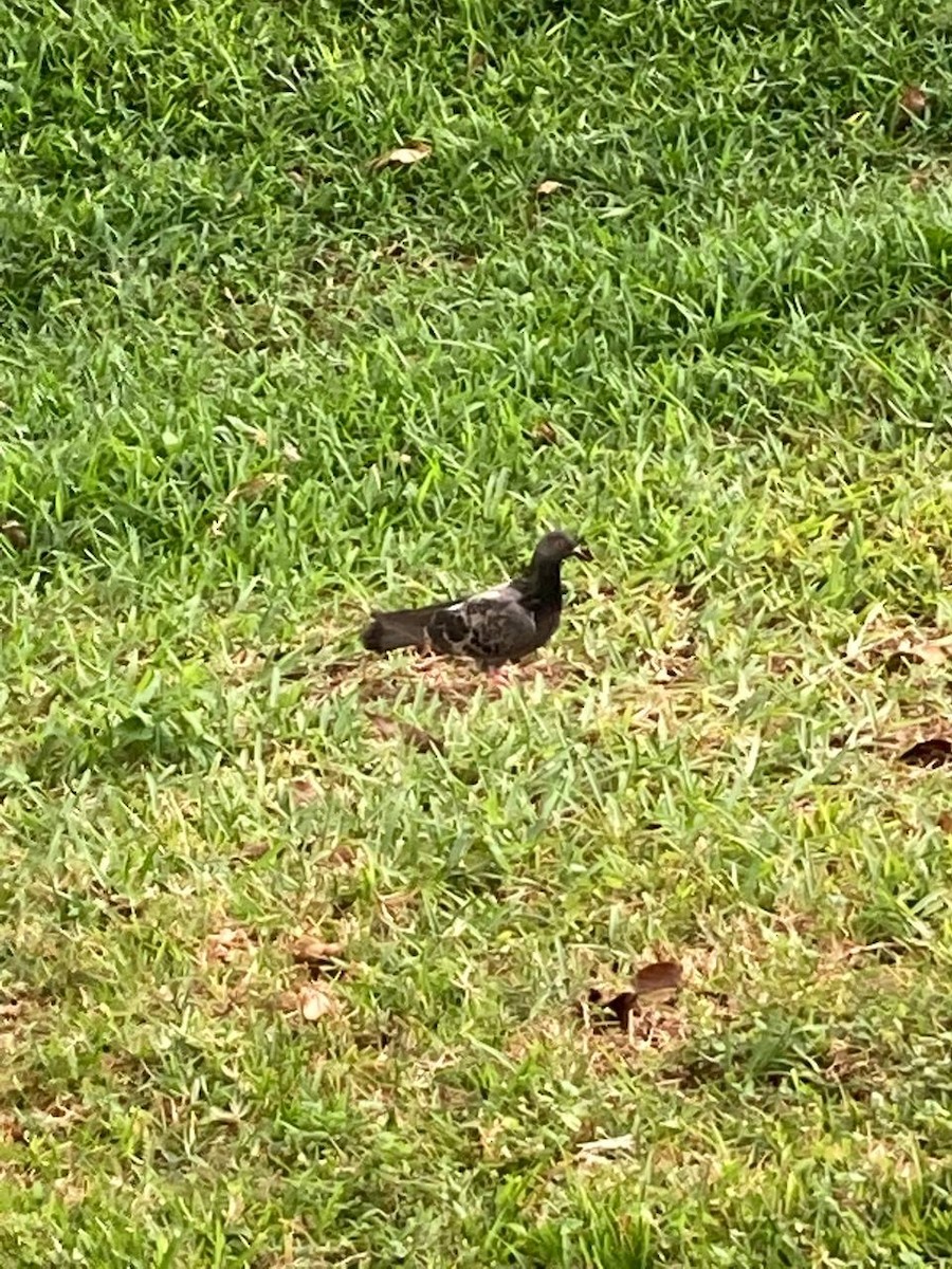 Rock Pigeon (Feral Pigeon) - ML617035403