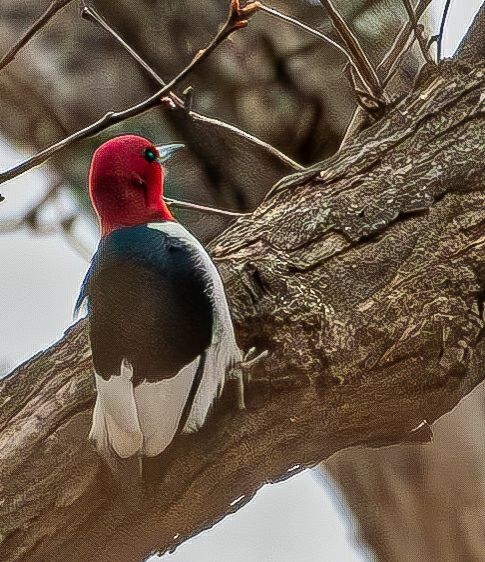 Red-headed Woodpecker - Guy DiRoma