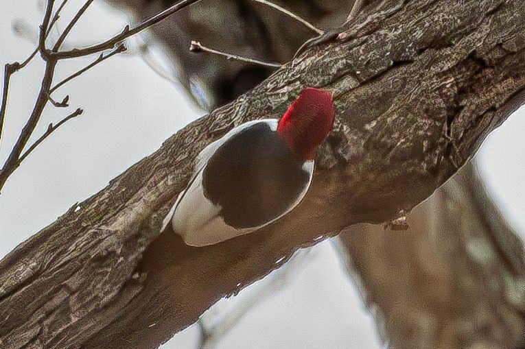 Red-headed Woodpecker - Guy DiRoma