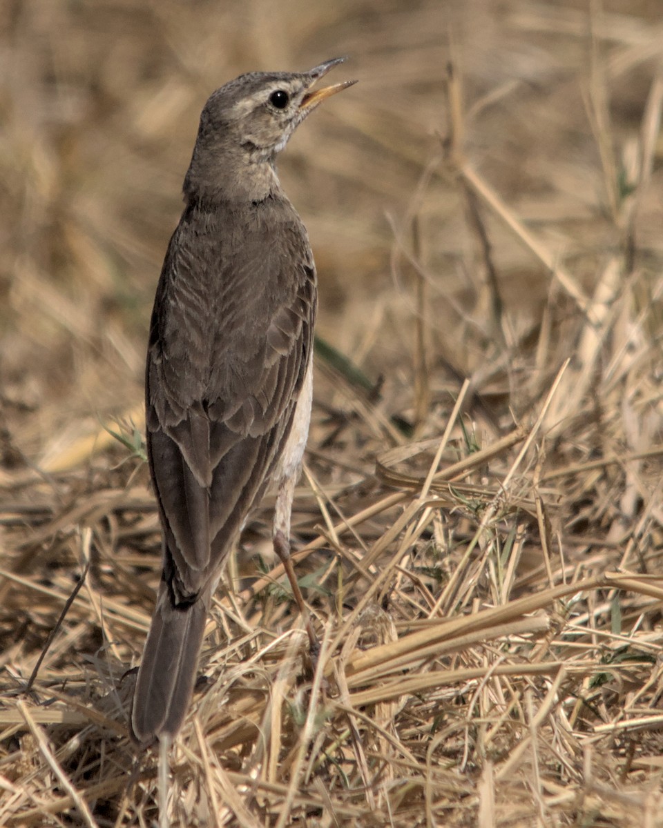 Plain-backed Pipit - ML617035452