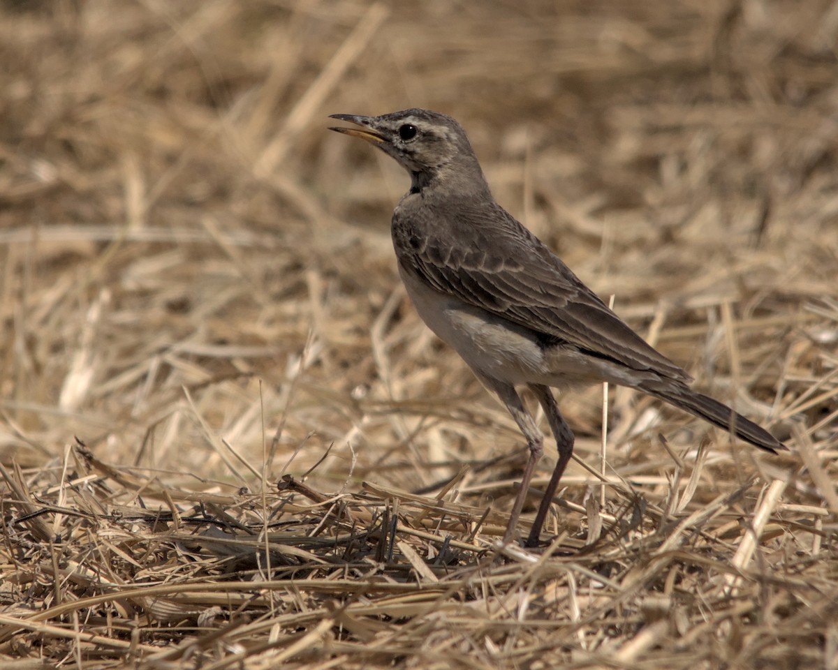 Plain-backed Pipit - ML617035457