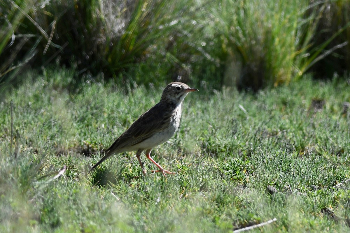 Hellmayr's Pipit - ML617035512