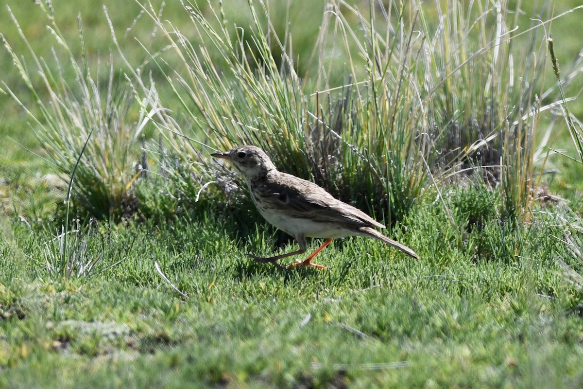 Hellmayr's Pipit - ML617035513