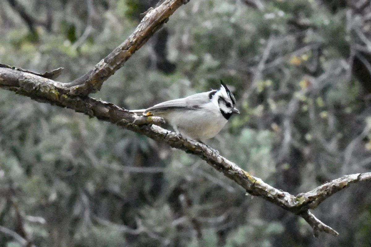 Bridled Titmouse - ML617035546