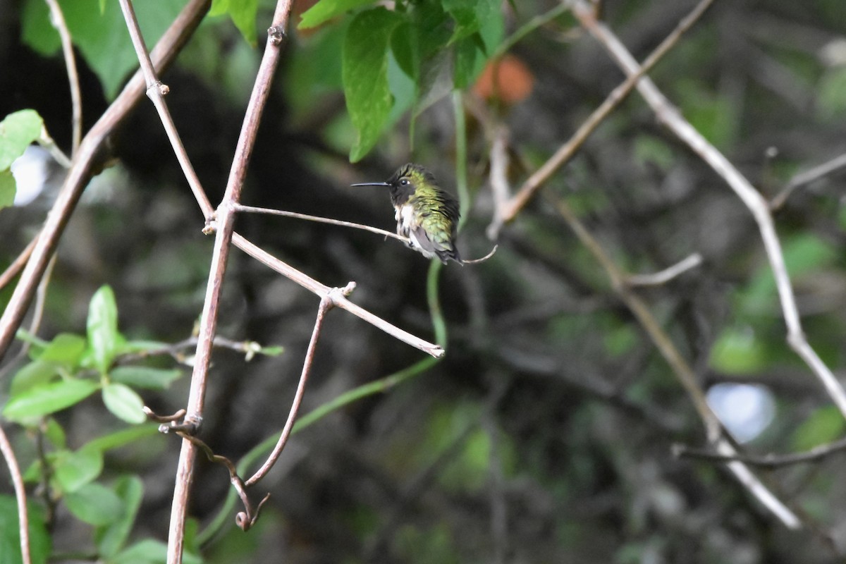 Ruby-throated Hummingbird - Matthew Law