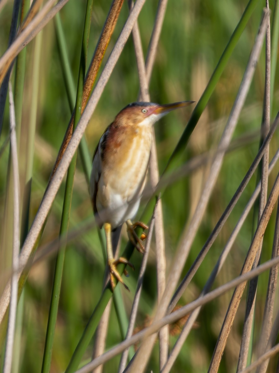 Least Bittern - ML617035612