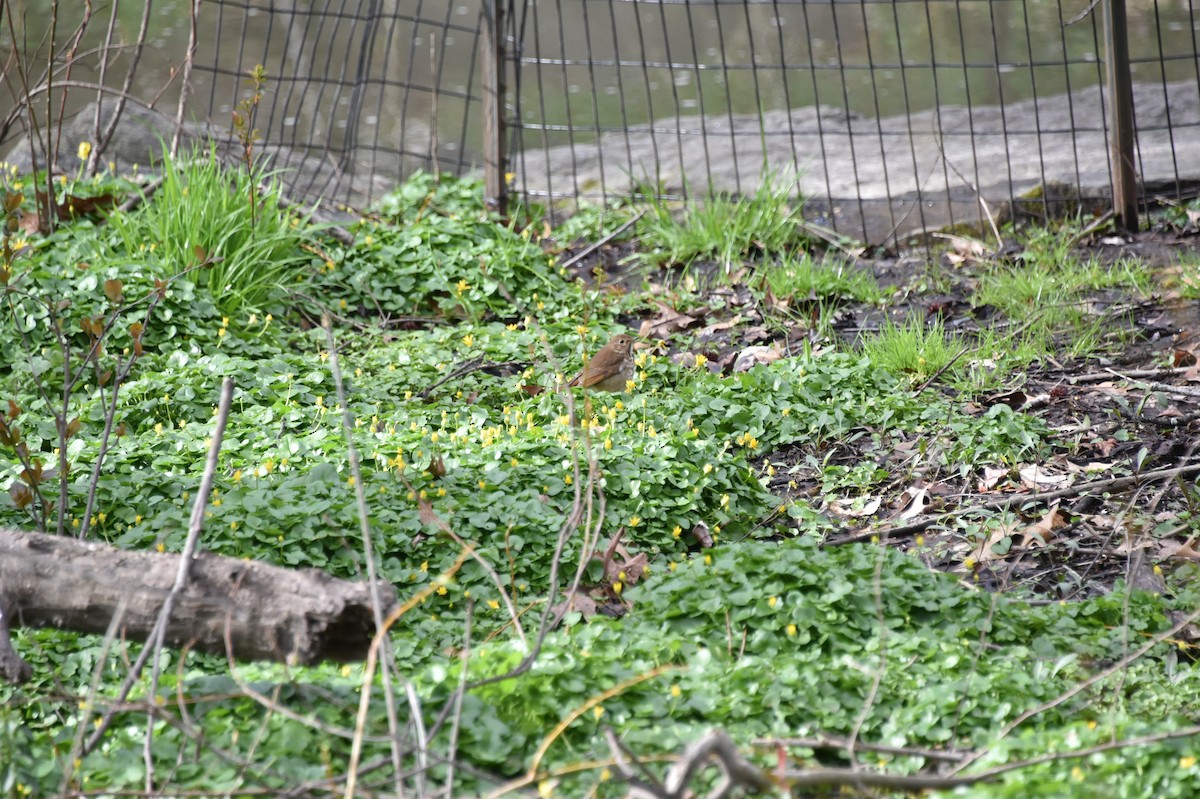 Hermit Thrush - ML617035625