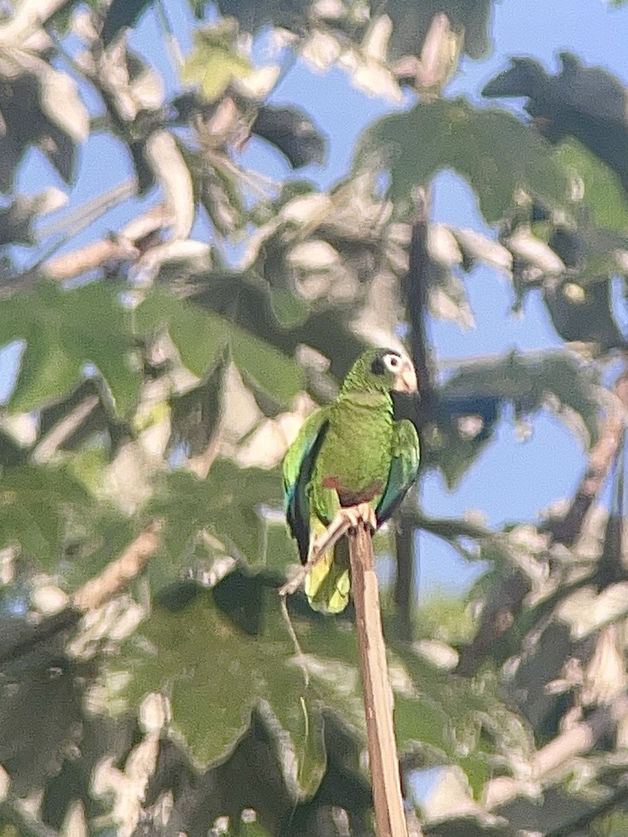 Hispaniolan Parrot - Marshall Dahl