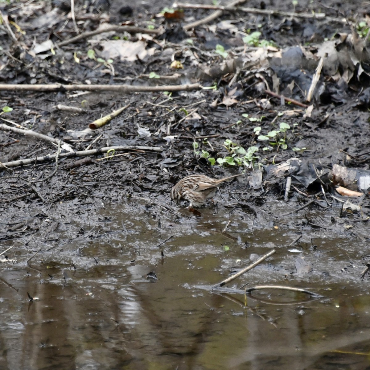 Song Sparrow - ML617035677