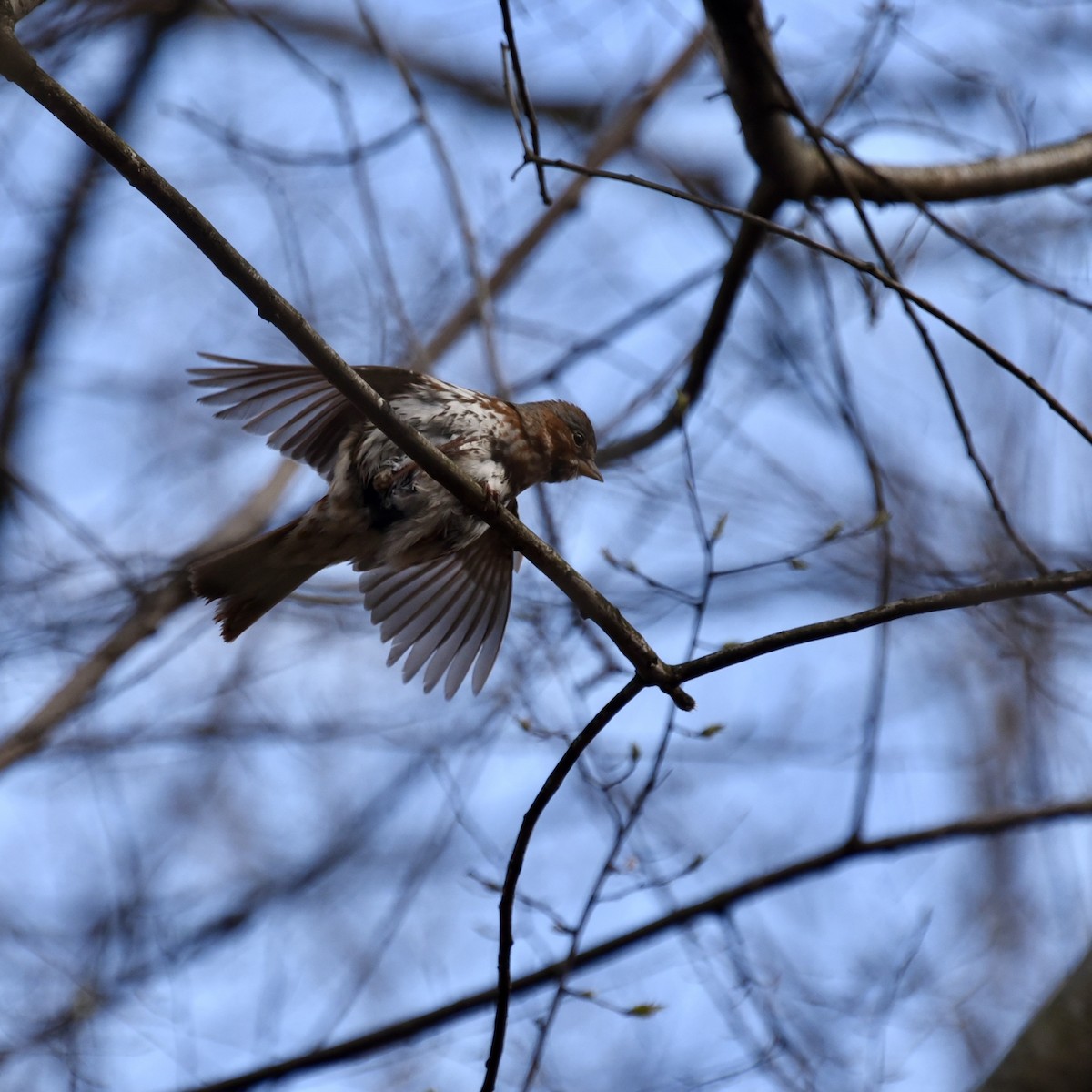 Fox Sparrow - ML617035693