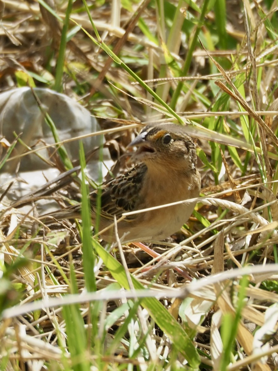 Grasshopper Sparrow - Marshall Dahl