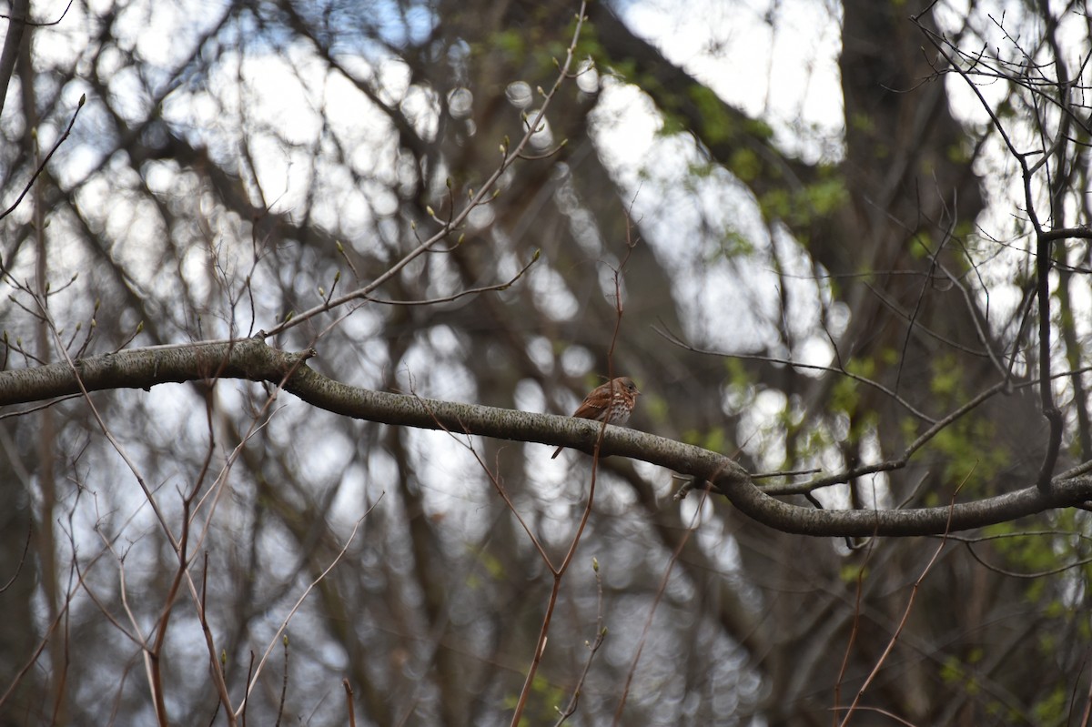 Fox Sparrow - ML617035701