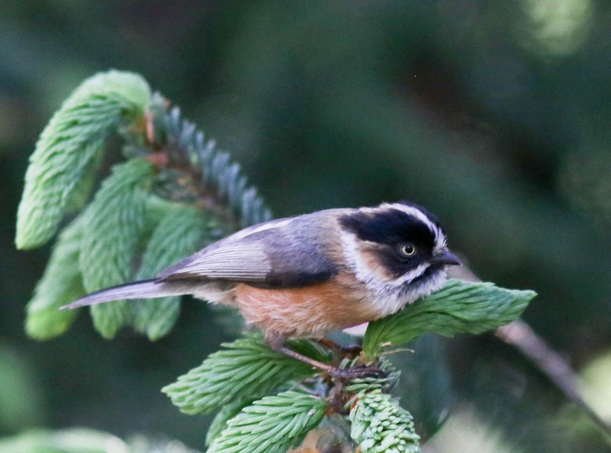 Black-browed Tit - ML61703571