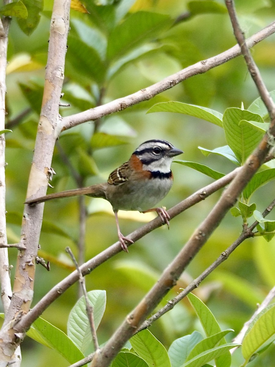 Rufous-collared Sparrow - ML617035749