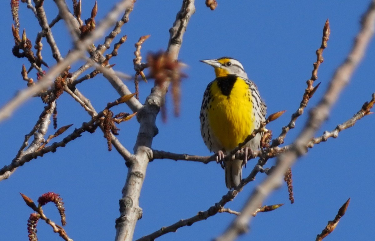 Eastern Meadowlark - ML617035770