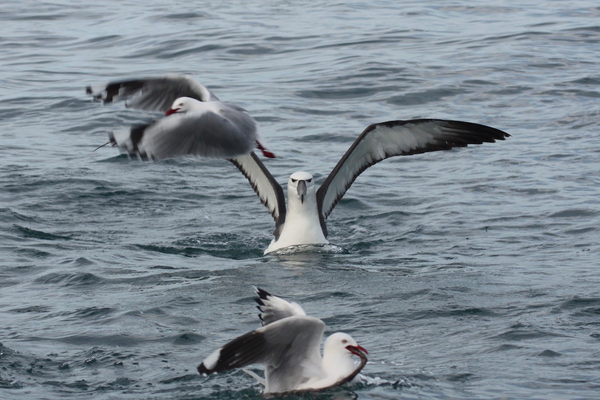 White-capped Albatross - ML617035772