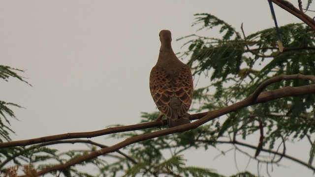 Oriental Turtle-Dove - ML617035773