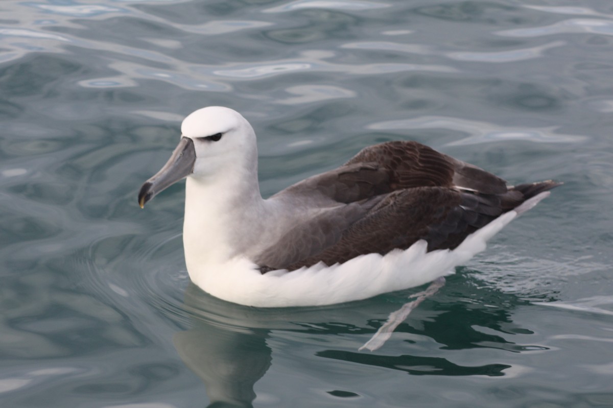 White-capped Albatross - ML617035779