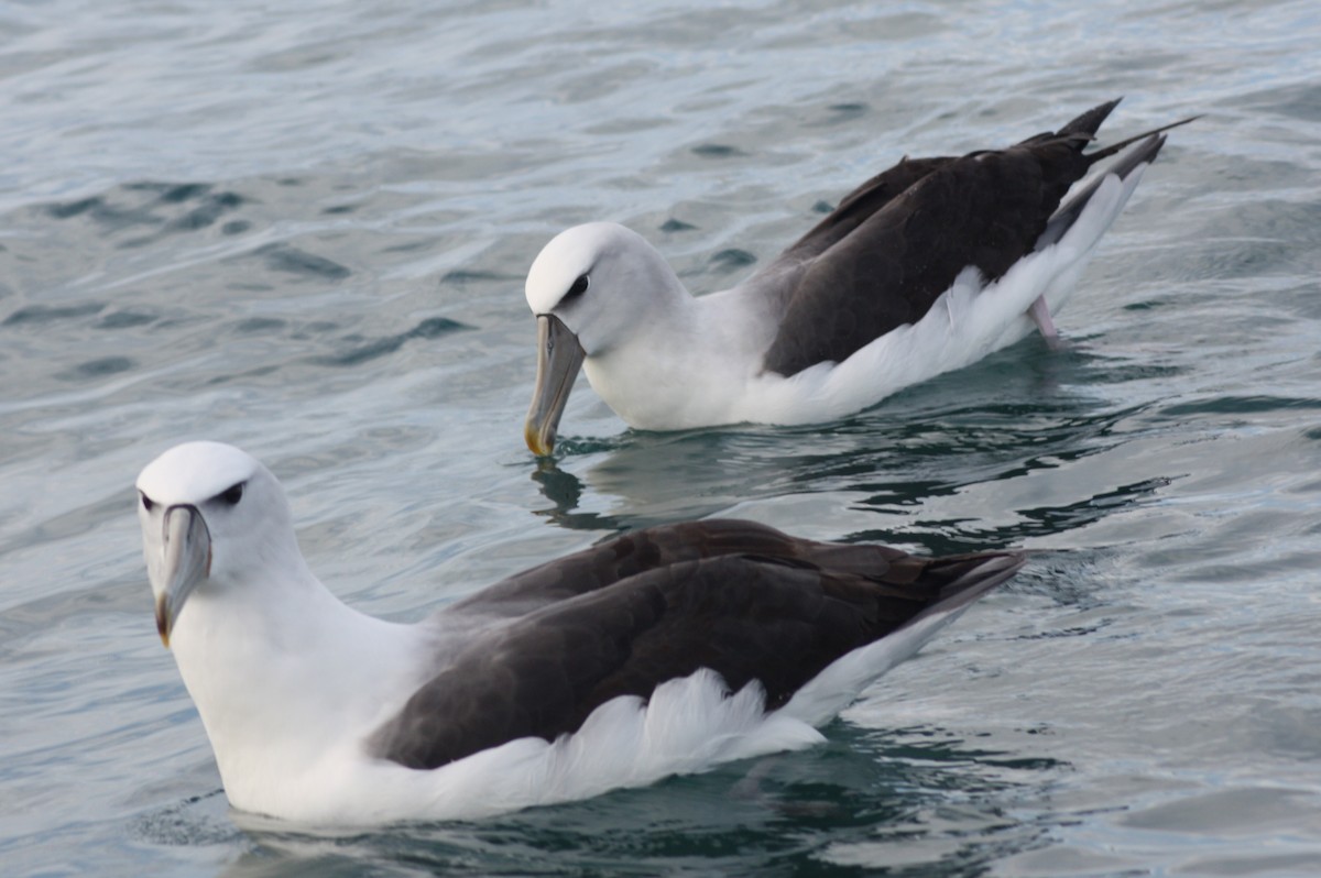 White-capped Albatross - ML617035781