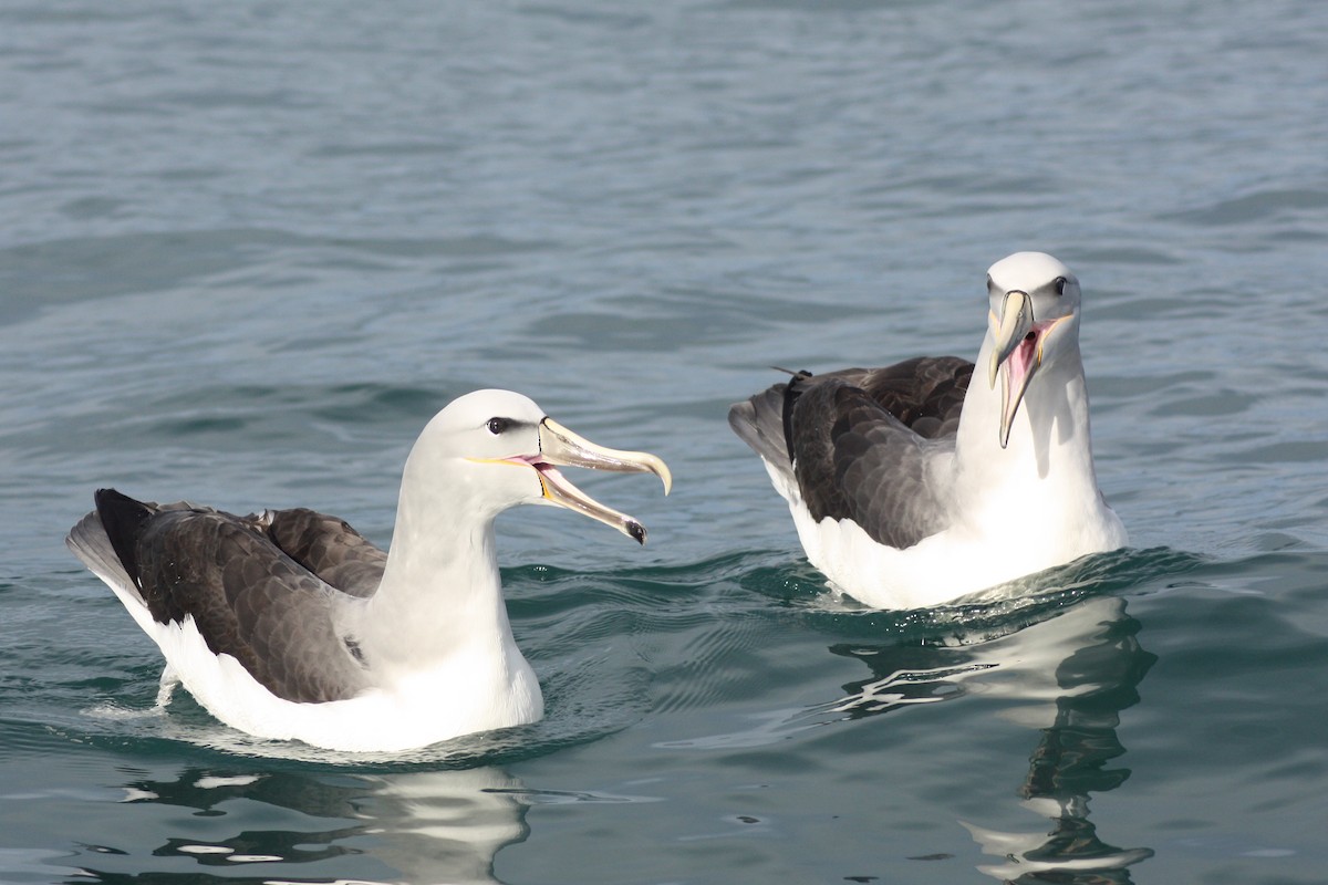 Salvin's Albatross - James Brooke