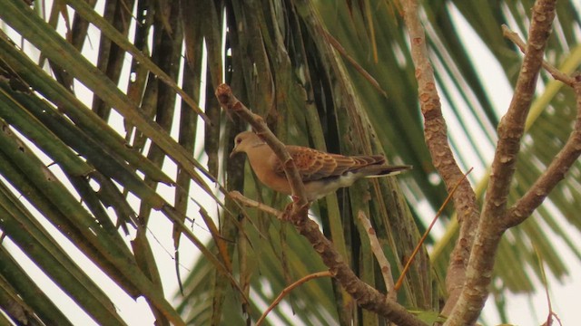 Oriental Turtle-Dove - ML617035824