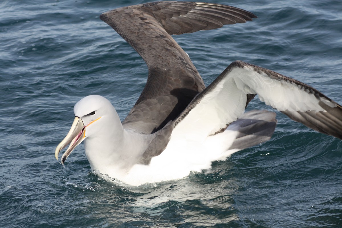 albatros snarský - ML617035829