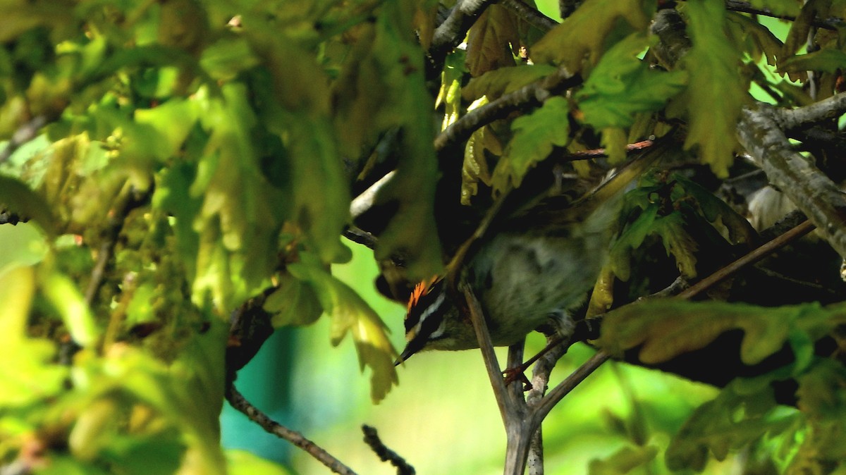 Common Firecrest - ML617035834