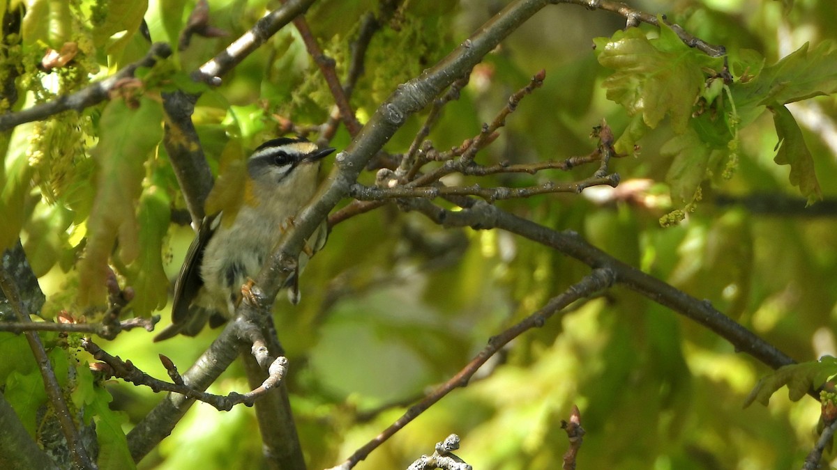 Common Firecrest - ML617035835