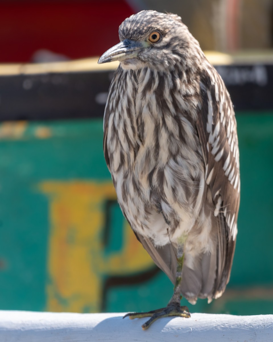 Black-crowned Night Heron - ML617035838