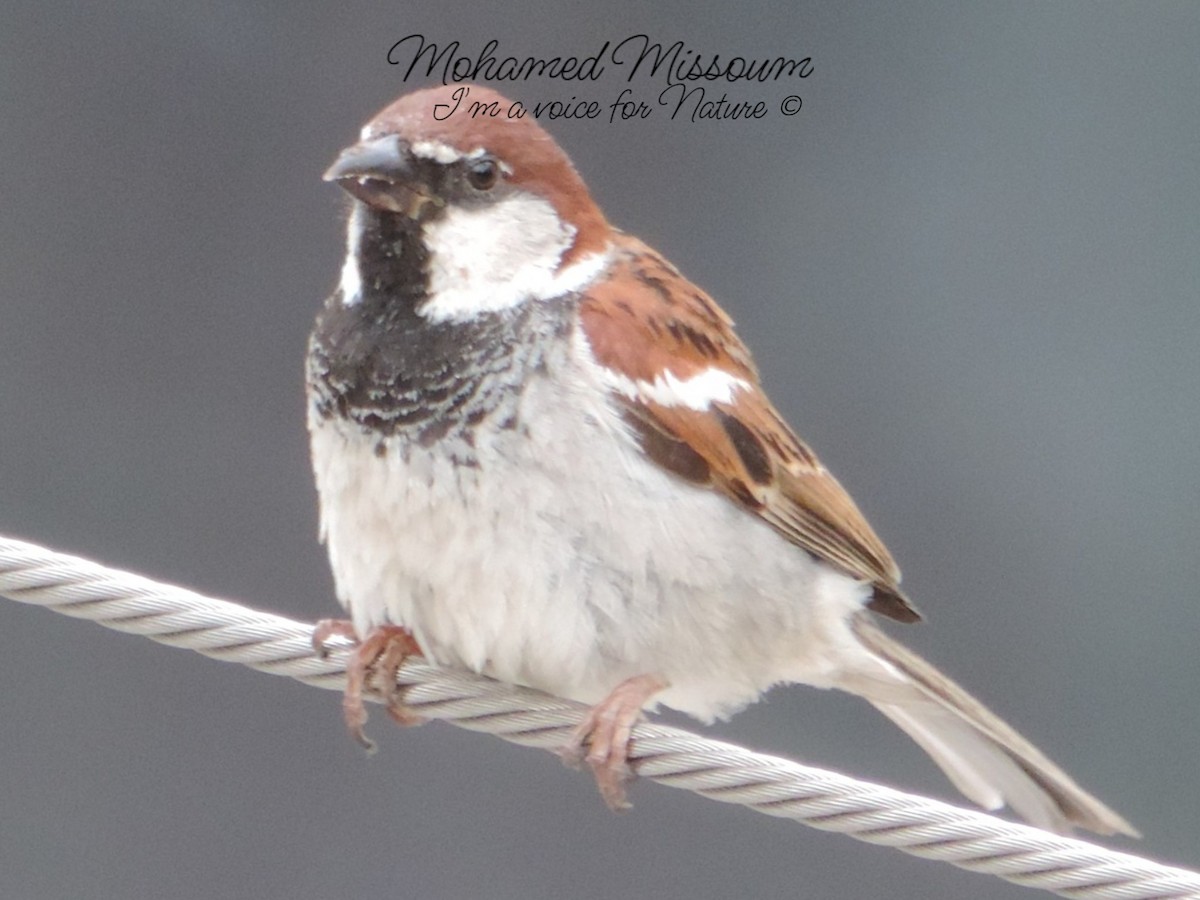 Italian Sparrow - Mohamed Missoum