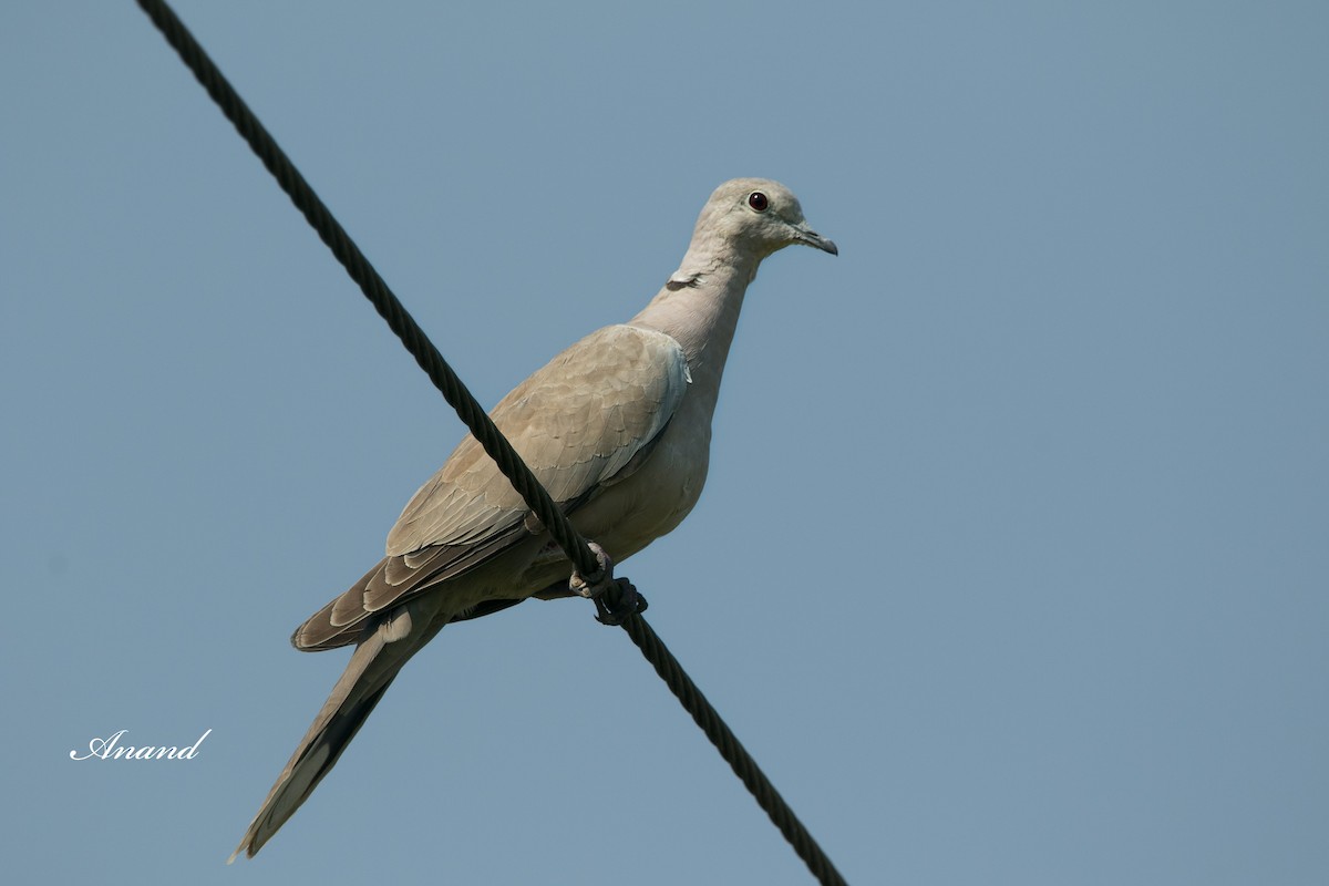 Eurasian Collared-Dove - ML617035855