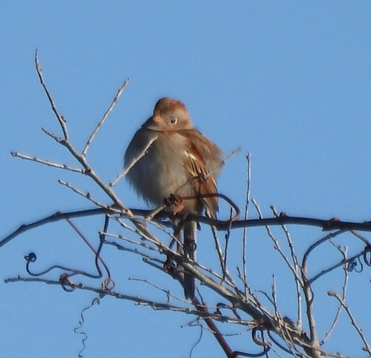 Field Sparrow - ML617035885