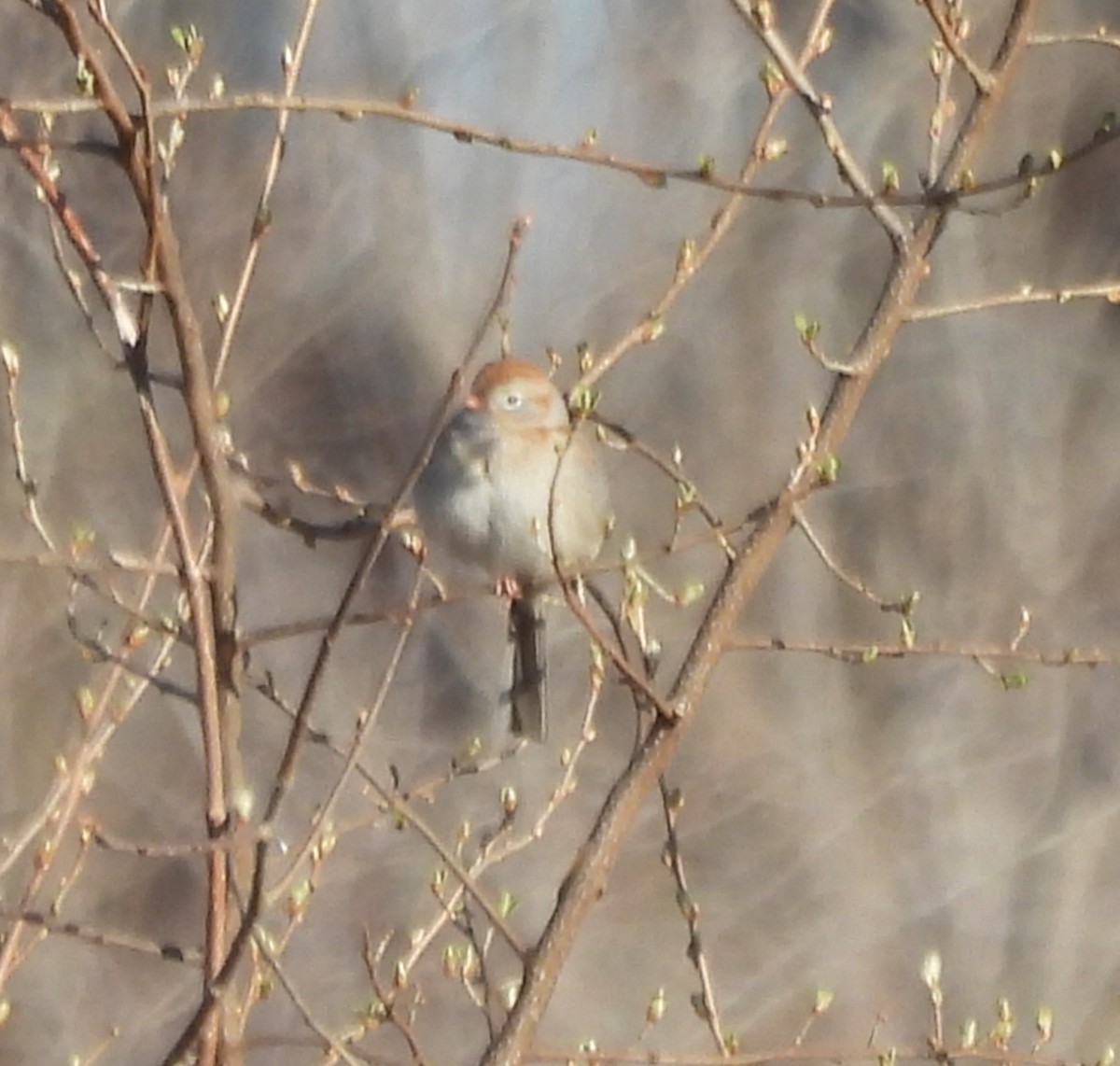 Field Sparrow - ML617035886