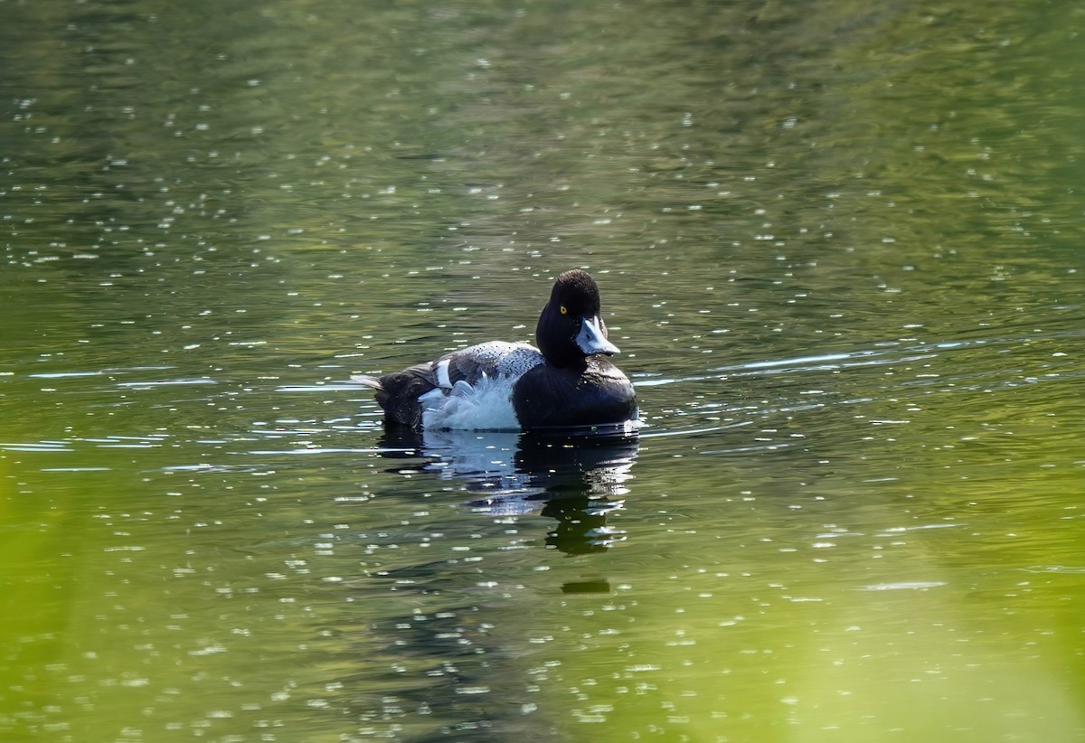 Lesser Scaup - Pam Vercellone-Smith