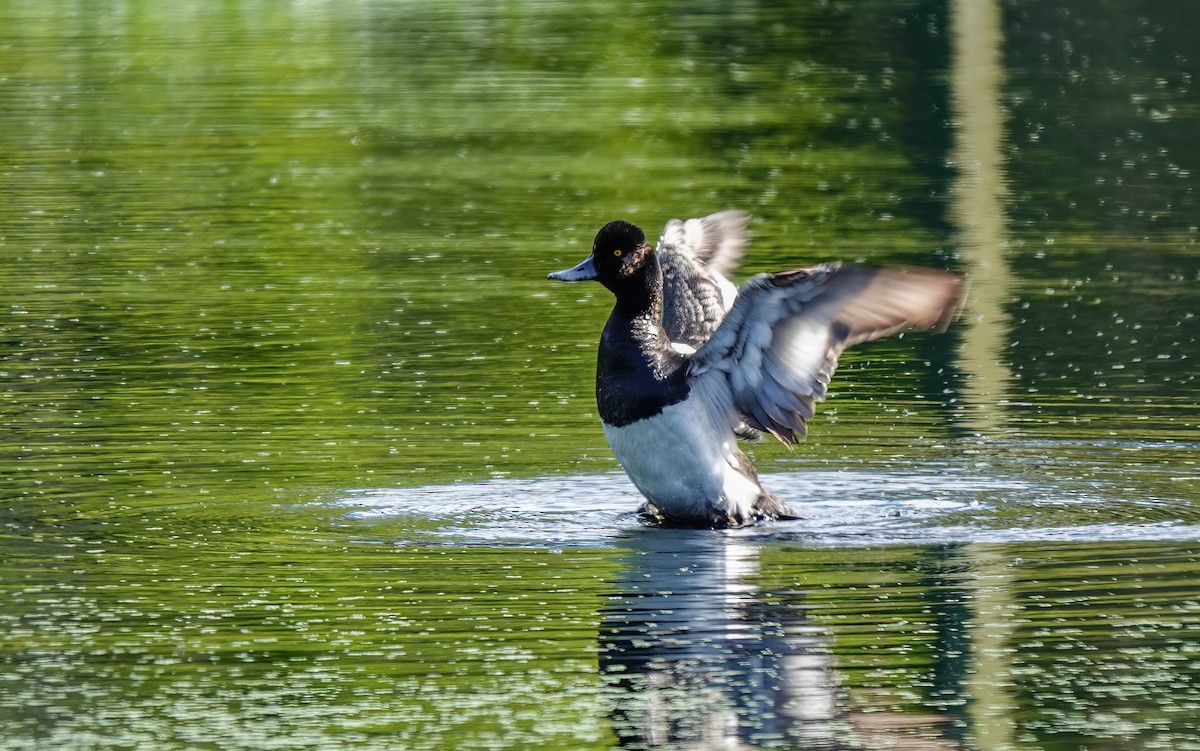 Lesser Scaup - Pam Vercellone-Smith