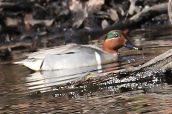 Green-winged Teal - ML617035930