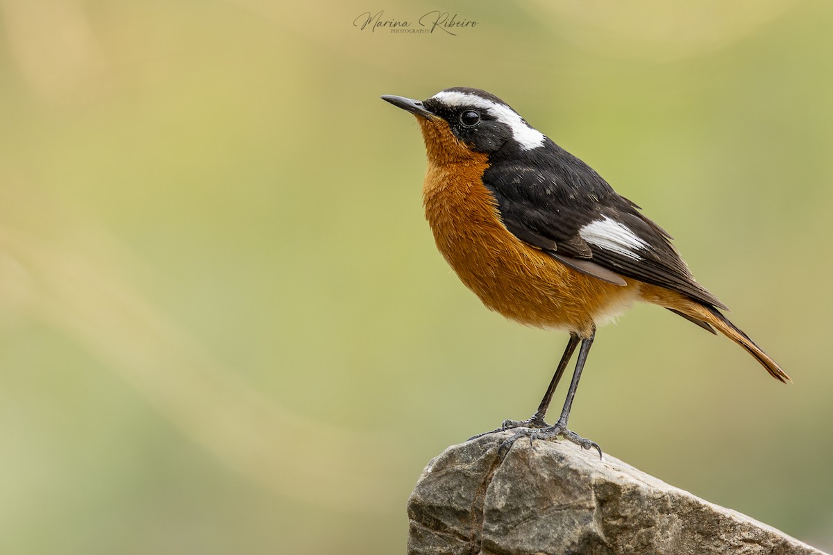 Codirosso algerino - ML617035999