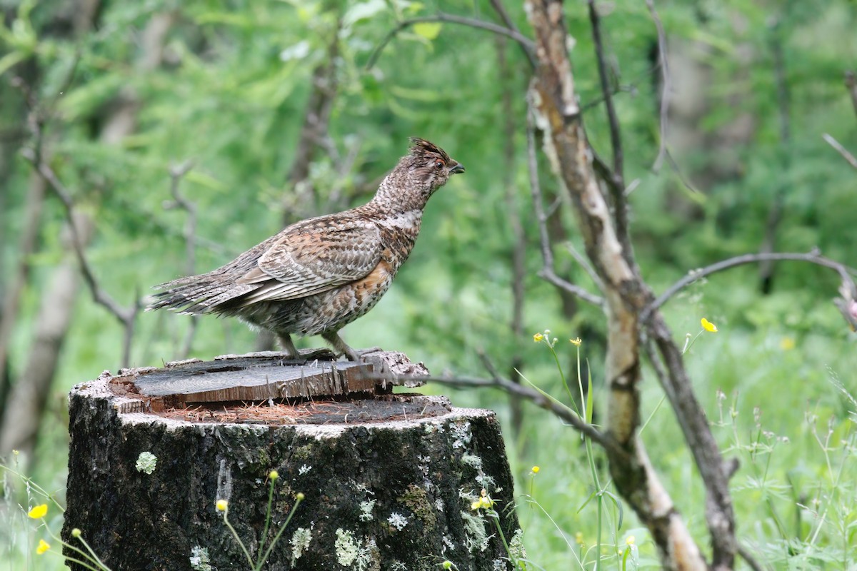 Hazel Grouse - Paul Dufour