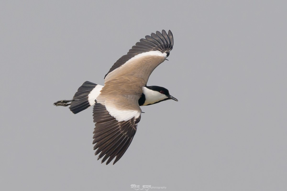 Spur-winged Lapwing - Ritesh Bagul