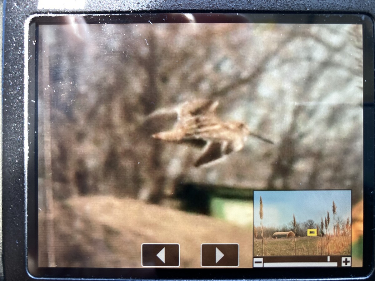 Wilson's Snipe - Tom Frankel