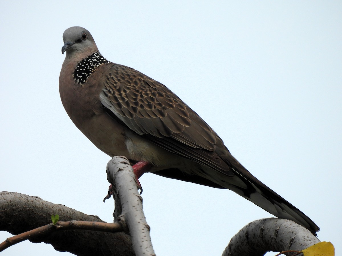 Spotted Dove - ML617036076