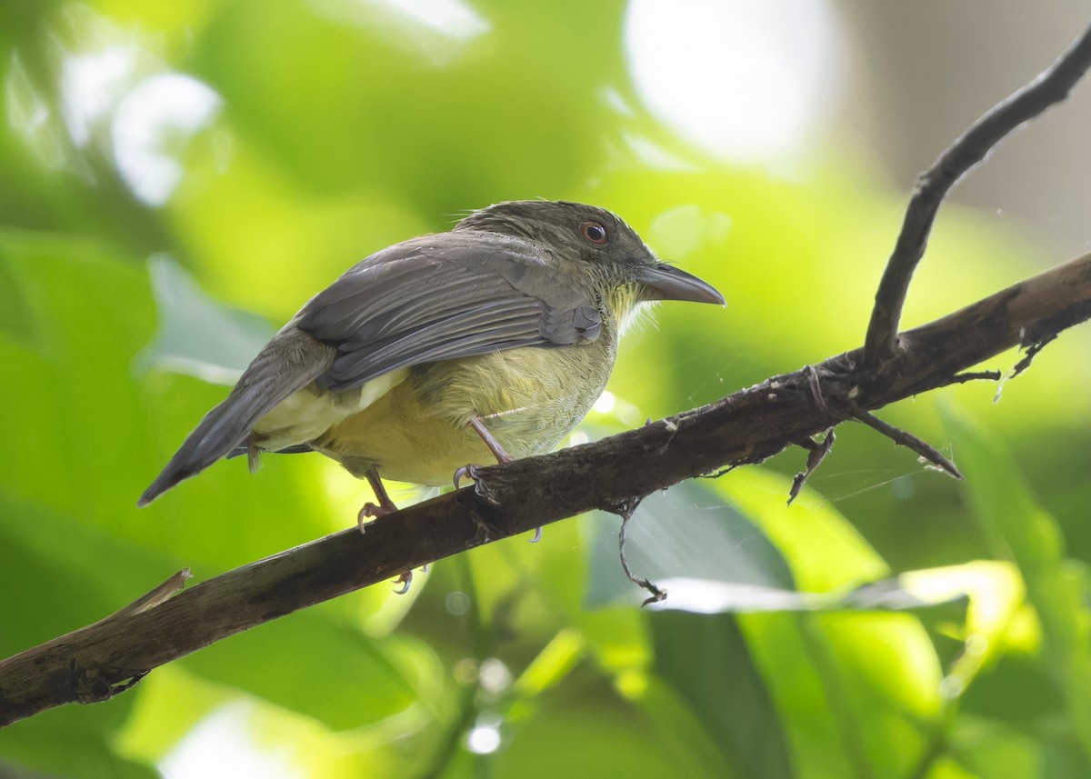 Finsch's Bulbul - Ayuwat Jearwattanakanok