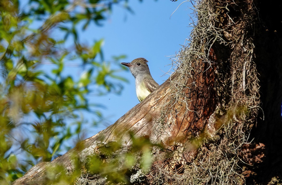 Great Crested Flycatcher - Pam Vercellone-Smith