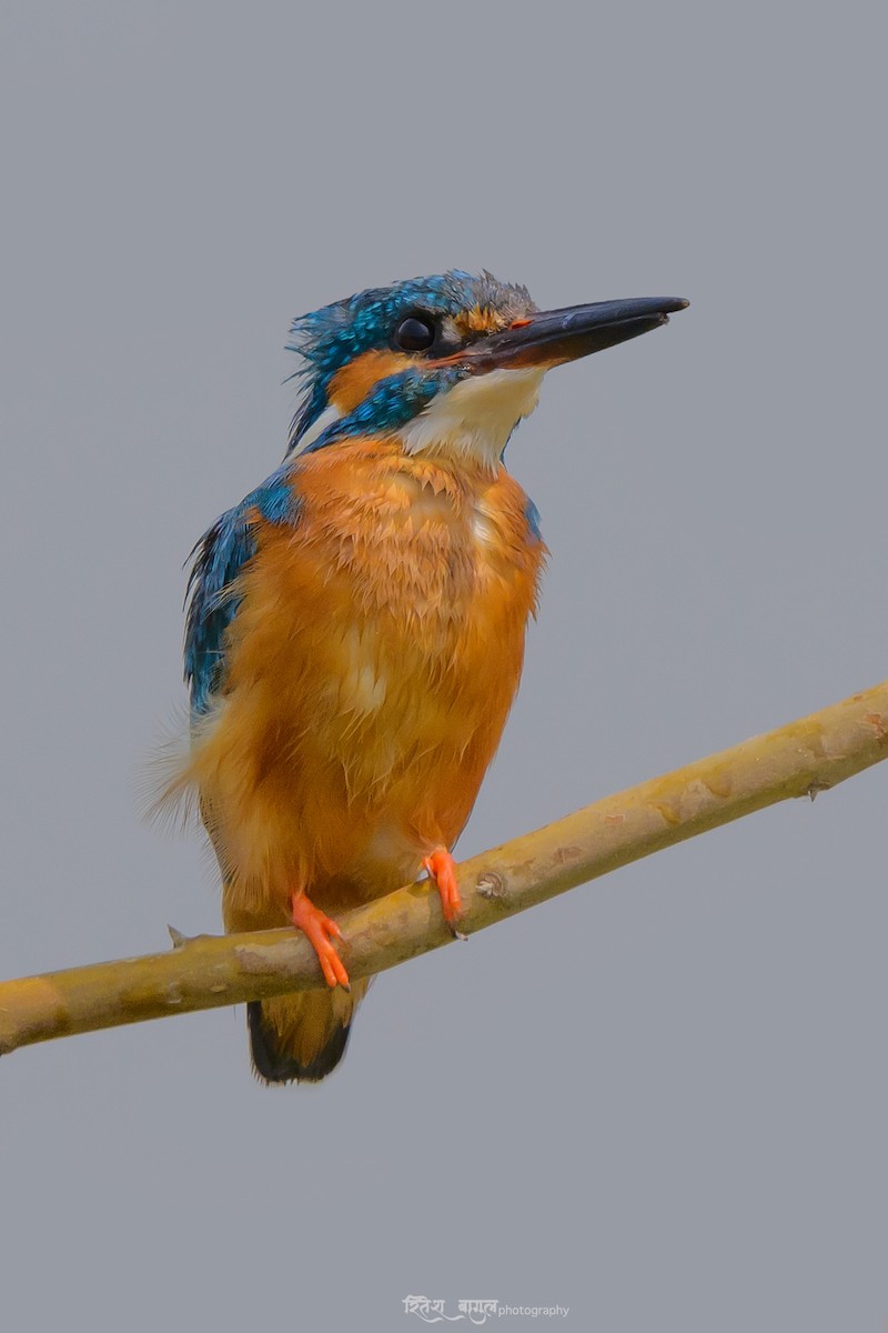 Common Kingfisher - Ritesh Bagul