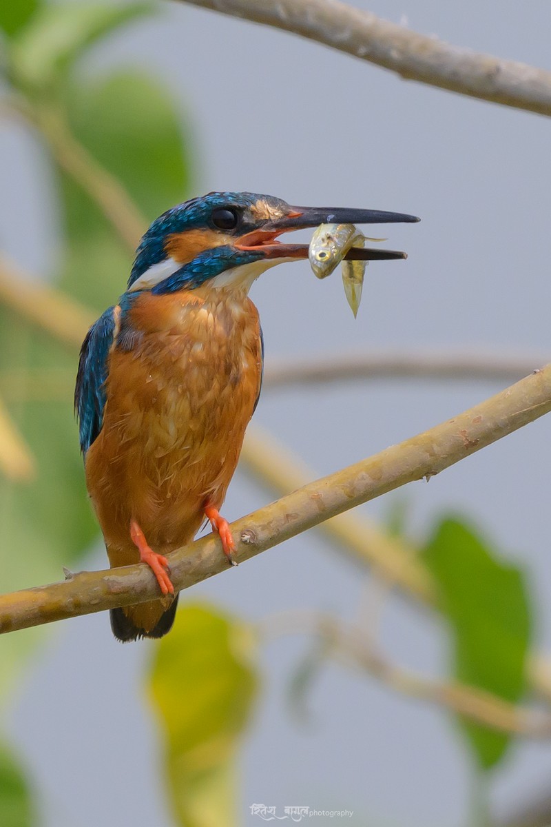 Martin-pêcheur d'Europe - ML617036141