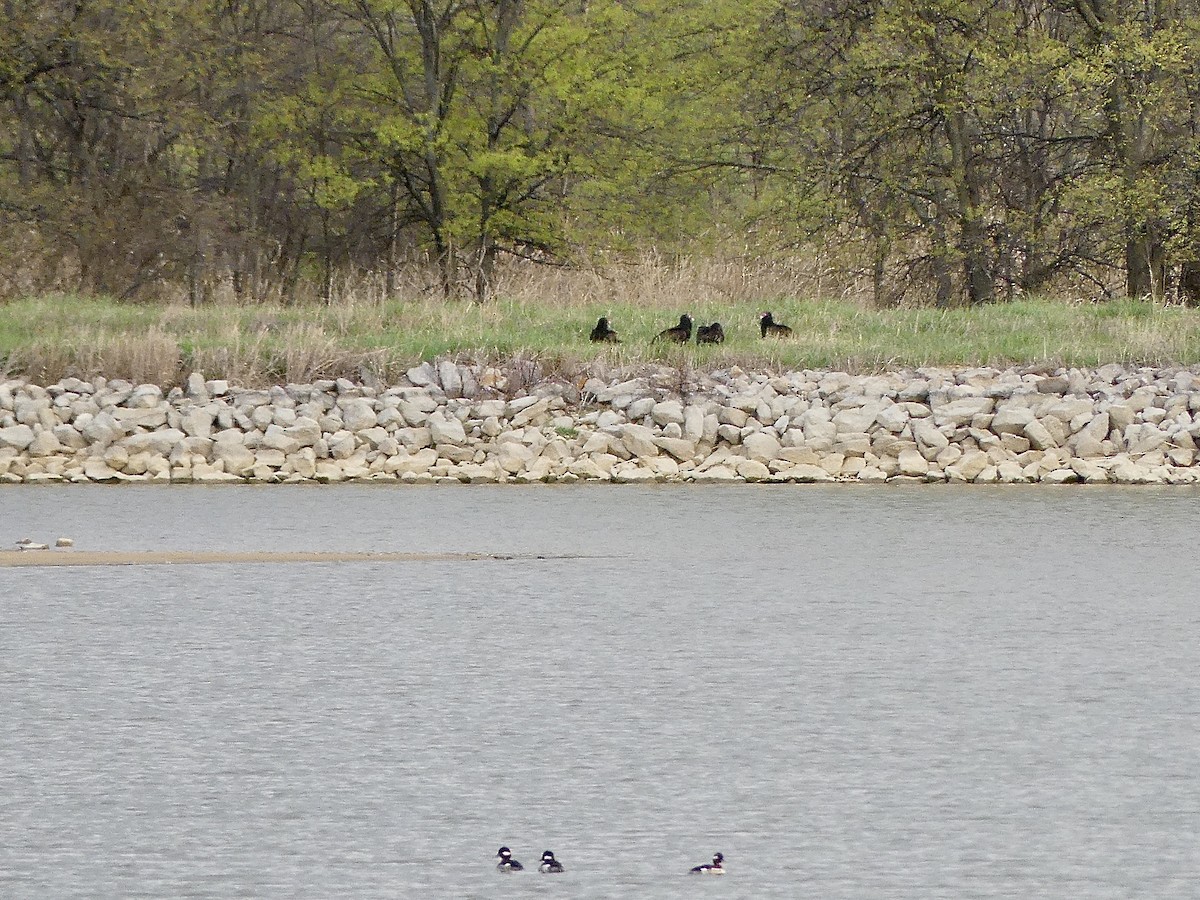 Turkey Vulture - ML617036152